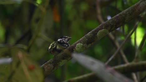pico ancho negro y amarillo, eurylaimus ochromalus, tailandia