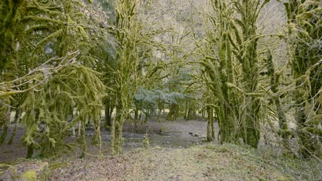 moss-covered forest in winter