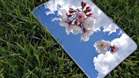 Cherry Blossoms Reflected in a Mirror on Grass