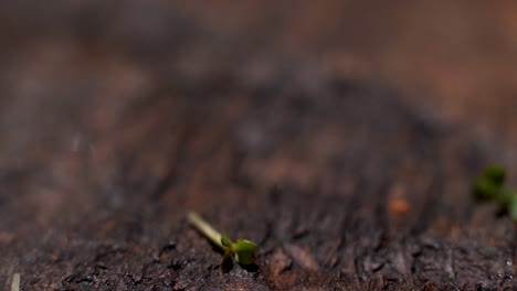 close-up of microgreens on a dark wooden surface