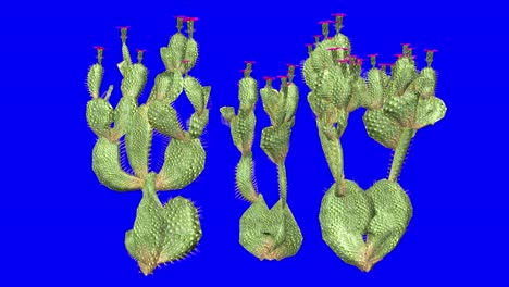 clúster de cactus de cola de castor en 3d con efecto de viento en pantalla azul animación en 3d