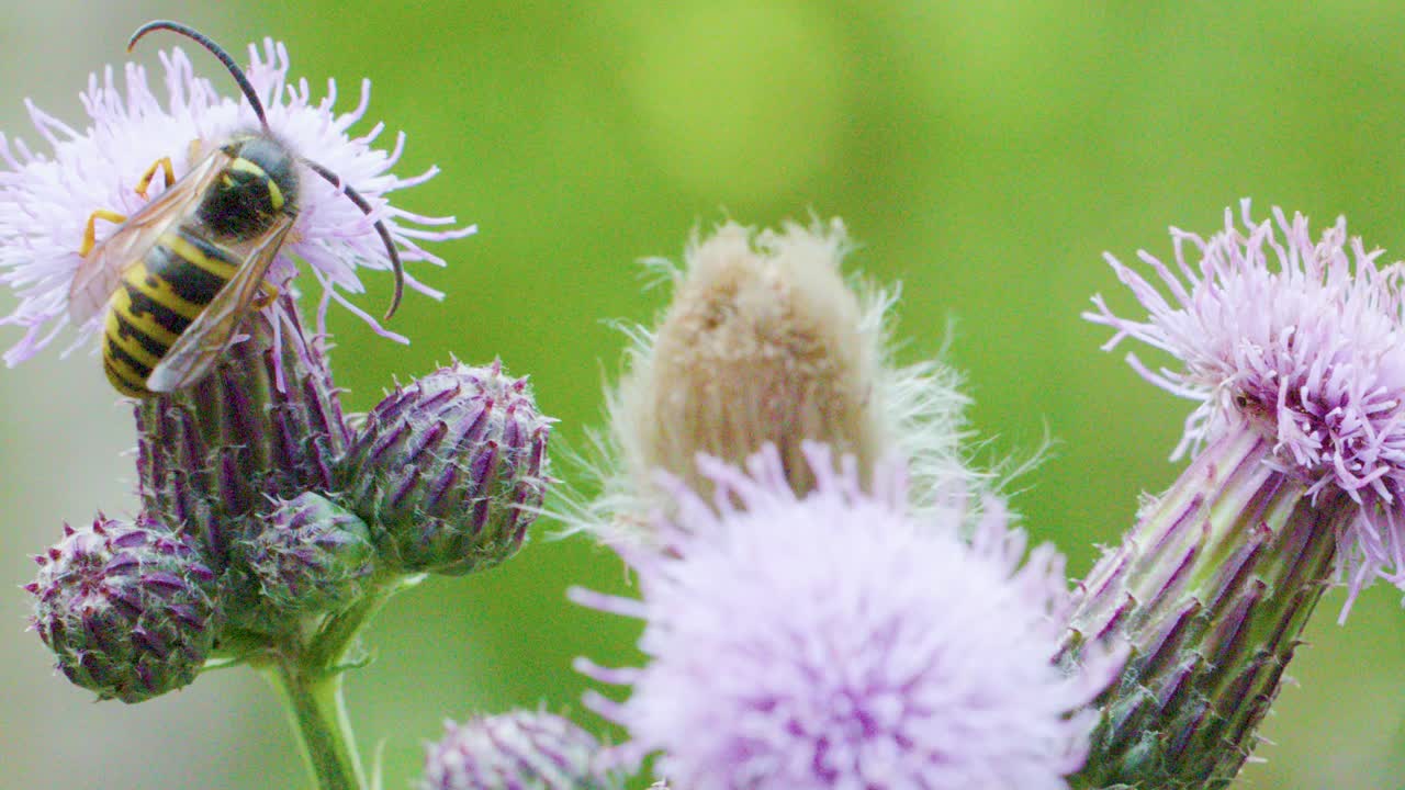 European wasp feeds on thistle flower pollen, macro close-up, natural daylight, shallow focus