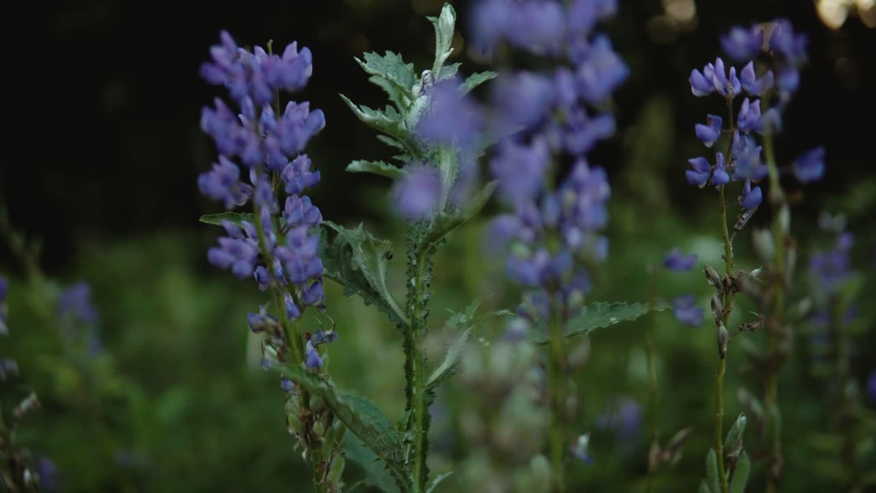 hermosas flores moradas en el prado