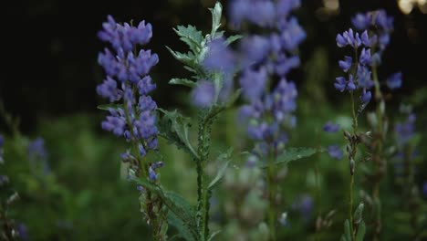 Hermosas-Flores-Moradas-En-El-Prado