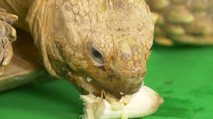 Primo piano di una tartaruga sulcata africana che mangia una banana e mostra la lingua su uno schermo verde con chroma key