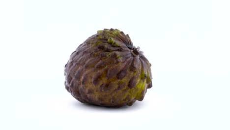 una fruta de annona madura entera. girando en la mesa giratoria aislada en el fondo blanco. cerca. macro.