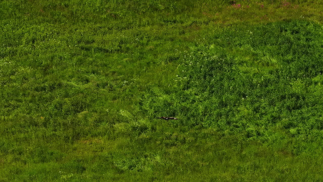 Drone view of a bird flying over riverside grasslands