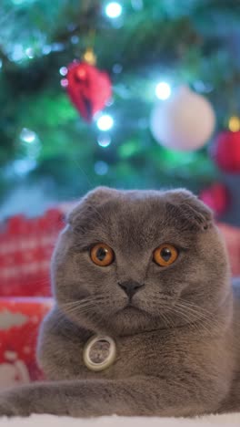 A Surprised British Gray Cat with a Pendant on its Neck is Sitting against the Background of a a Surprised British Gray Cat with a Pendant on its Neck is Sitting against the Background of a Christmas Tree High Quality full Footage