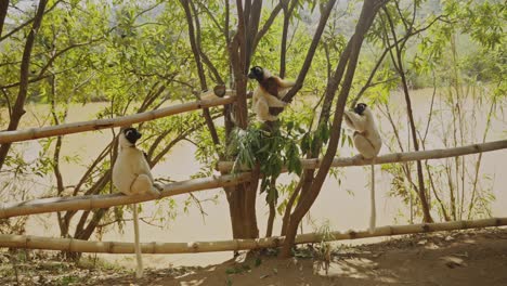 Family-of-lemurs-sitting-on-the-wooden-sticks-near-the-river