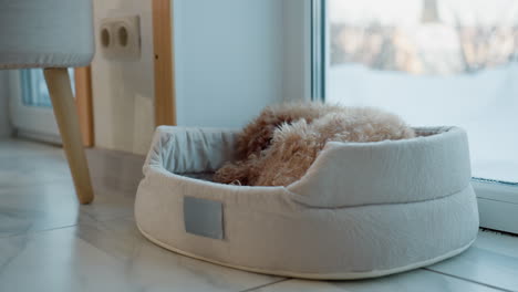 close-up view of a dog peacefully lying on its soft bed near a window with snowy outdoor scenery, the cozy atmosphere captures the comfort and relaxation of a pet in a homely environment