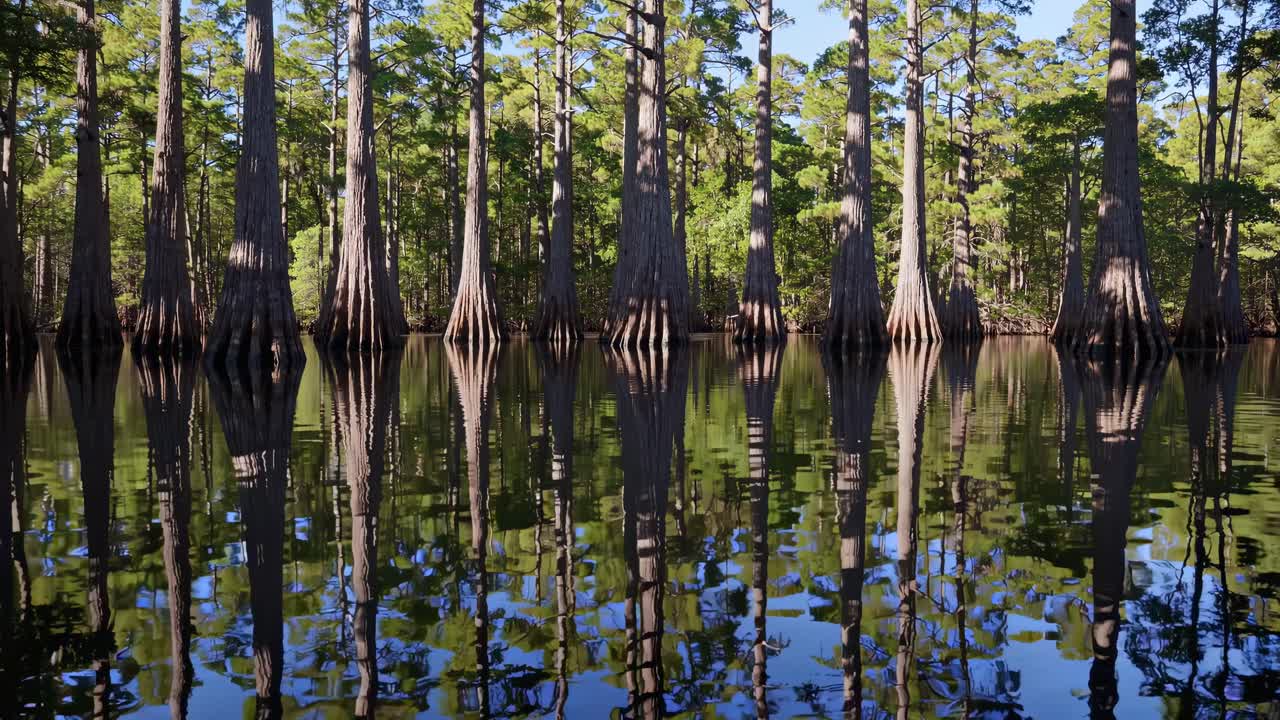 Cipreses serenos reflejados en agua tranquila de humedal