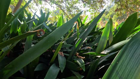 vista de cerca de las densas plantas verdes