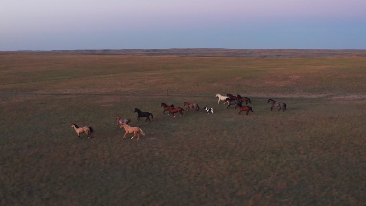 Vista aerea di una mandria di cavalli che corrono su un prato all'imbrunire, cielo pastello