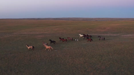 Antena-De-Una-Manada-De-Caballos-Corriendo-En-Un-Campo-De-Hierba-Durante-El-Atardecer,-Cielo-Pastel