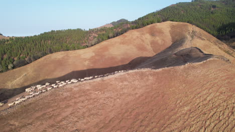 Pastoral-Cinematics:-Transhumant-Sheep-in-Gran-Canaria