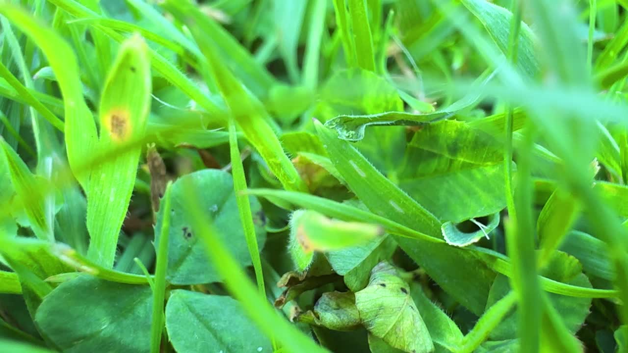 Close-up view of green grass and clover