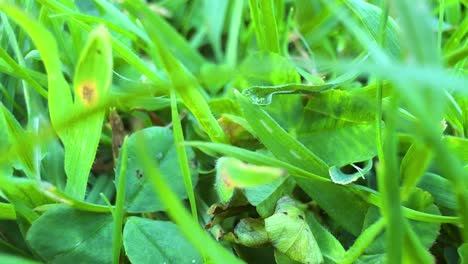 close-up view of green grass and clover