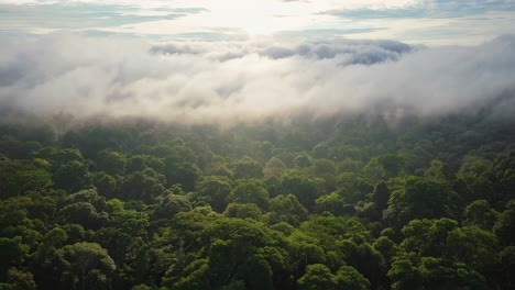 aerial view of a cloud forest