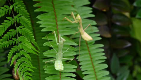 mantis religiosa, rhombodera megaera, tailandia