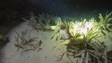 wild humpback turretfish illuminated by diver's light swims near ocean floor