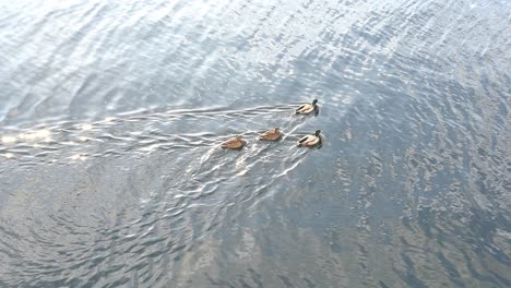 Delicate-flock-of-ducks-swimming-subtly