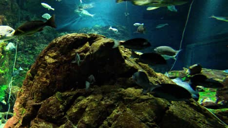 fish swimming peacefully around a rocky structure