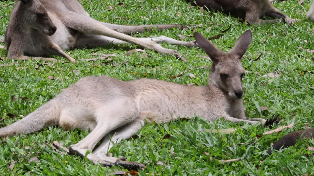 Kangaroo relaxes and stretches in a grassy field
