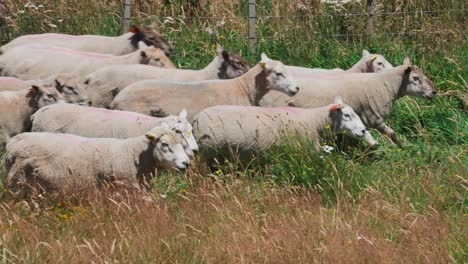 white sheep running in grass meadow on ranch in new zealand