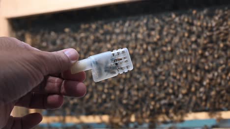 Middle Eastern bees in a container for sale at Dubai&#039;s honey festival