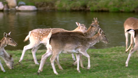 fallow deers walking along the river in the woods