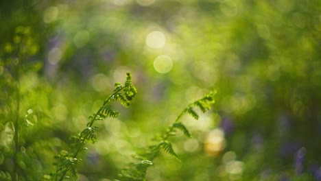green ferns in a spring meadow