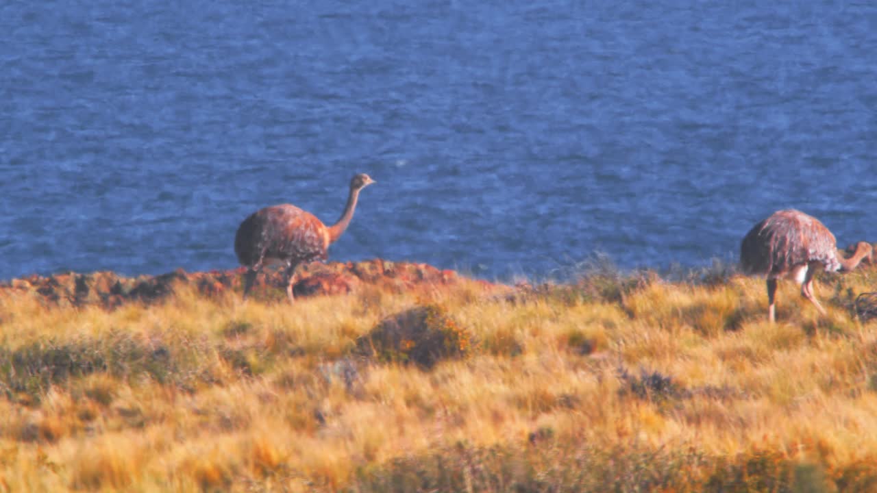 los pájaros de rhea se alimentan en los prados junto al mar azul, disparado al mediodía en cámara lenta