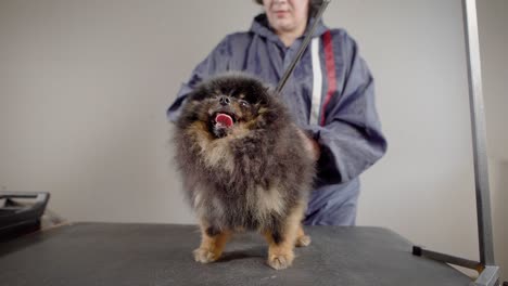 a sweet and calm dog waits until the groomer will make her hair, cut off excess wool, trim off her nails