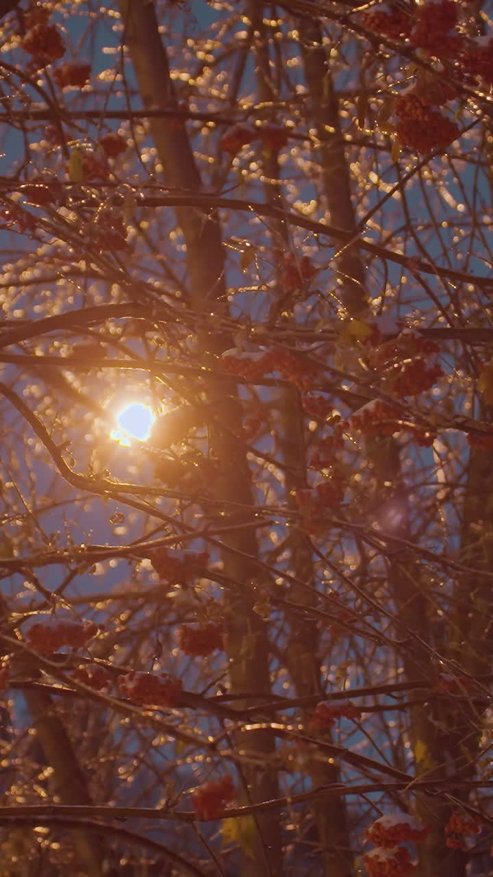 얼음으로 인 나무 가지와 생생한 은 열매의 어리는 따뜻한 황금빛 아래 반이고, 진한 파란 저녁 하늘을 배경으로 활기차고 조용한 겨울 장면을 만니다.