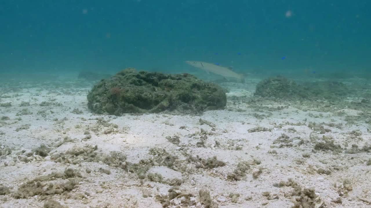 Barracuda Fish In The Coral Reef With Colorful Marine Fishes. underwater