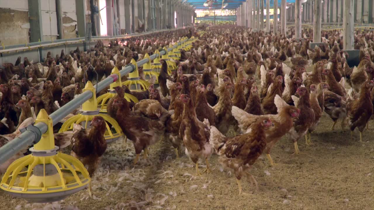 Galinhas circulando no celeiro aguardando seu destino.