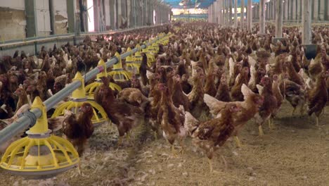 pollos deambulando por el granero esperando su destino