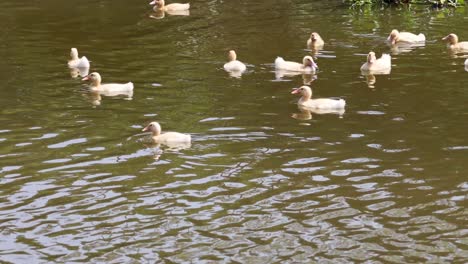 ducks swimming and interacting in a river