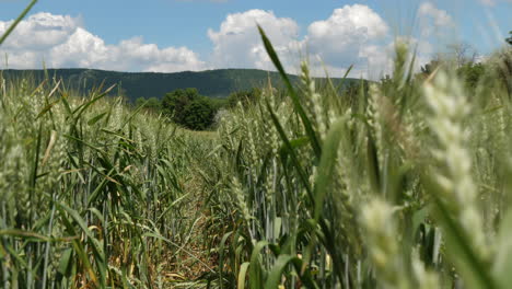 walking-among-the-wheat-stalks-during-summer,-cloudy-sky