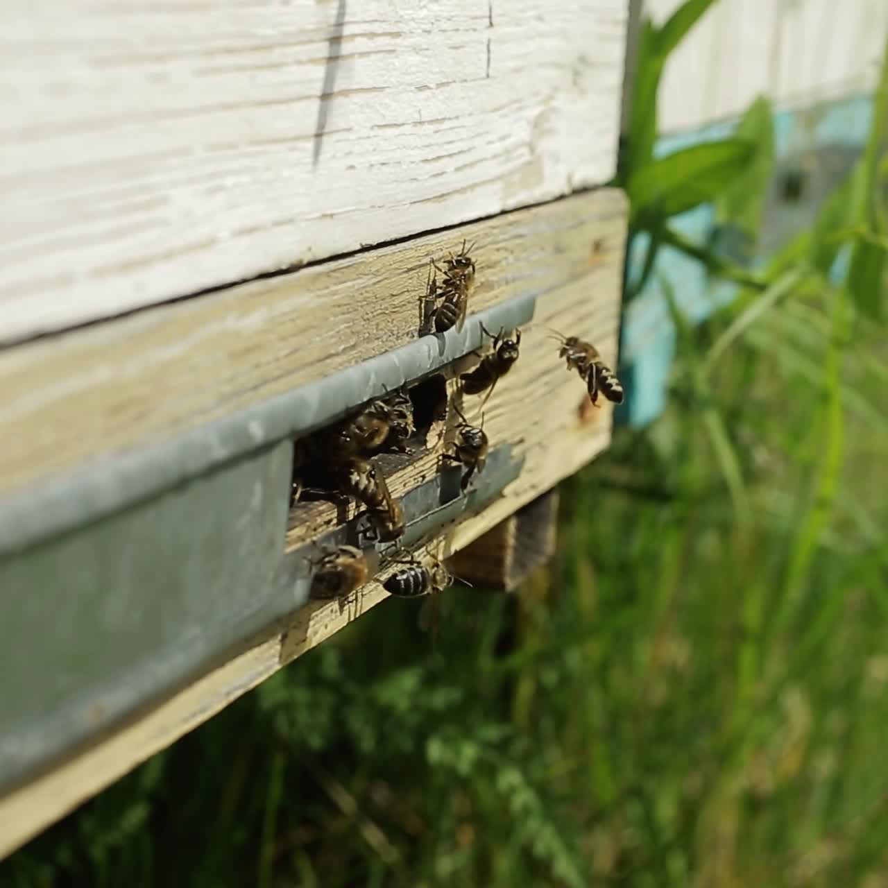 Bees Flying Out Of The Hive. Bees flying out of the hive in summer, sunny day to nectar
