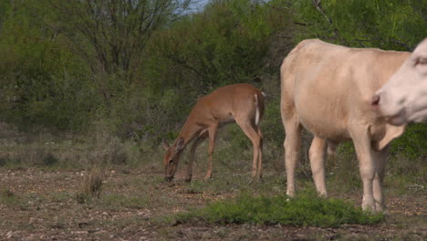 whitetail does and cows in texas