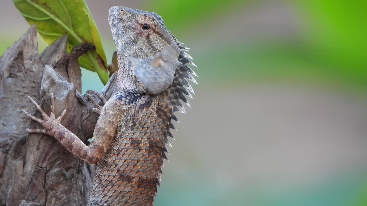 기도를 기다리는 나무의 도마뱀
