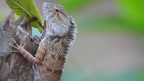 lagarto en el árbol esperando orar