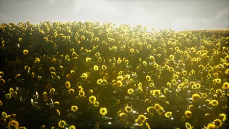 Wunderschöne-Sonnenblumen-Und-Wolken-In-Einem-Sonnenuntergang-In-Texas