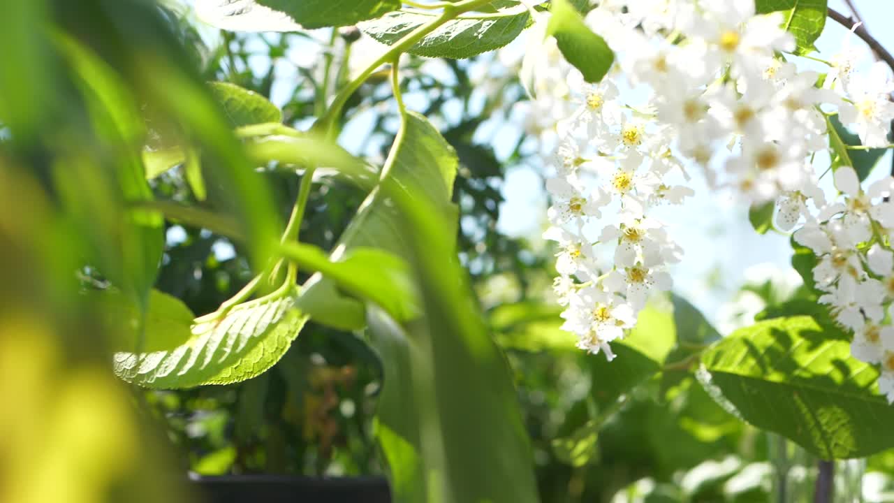 오슬로 식물원에 피는 흰 체리 꽃과 녹색 잎