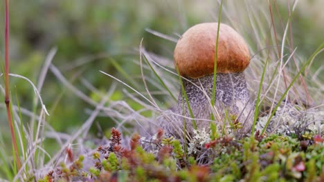 beautiful boletus edulis mushroom in arctic tundra moss. white mushroom in beautiful nature norway natural landscape. mushrooms season.