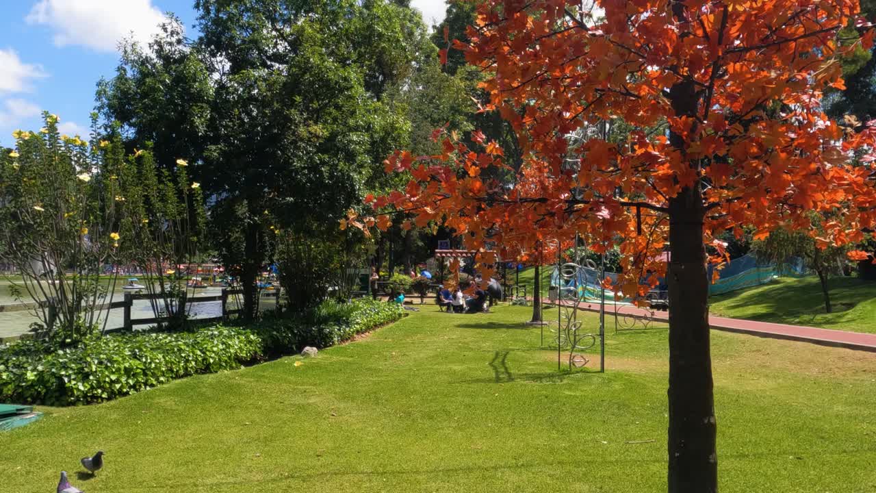 Bogota, Colombia. Walking on Grass in Parque de los Novios on Hot Sunny Day, Colorful Foliage and Lake