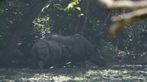 a mother one horned rhino and a young rhino grazing in the wetlands of the chitwan national park in nepal