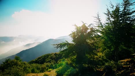 forest-at-the-top-of-the-mountain-in-sunny-day-with-coniferous-trees-in-Blida-Algeria---Slow-motion