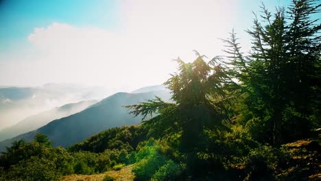 bosque en la cima de la montaña en un día soleado con árboles de coníferas en blida argelia - cámara lenta